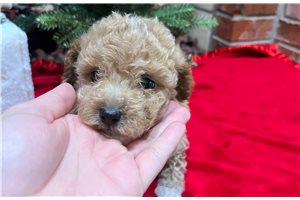 Scout - Poodle, Toy for sale