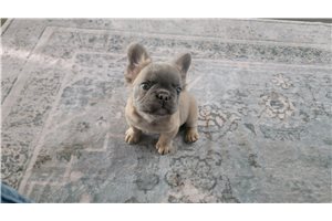 Fairy - French Bulldog for sale