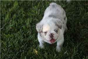 David | Puppies For Sale at Pawrade