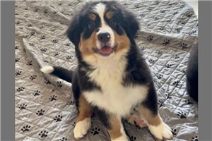 Lilah - Bernese Mountain Dog for sale