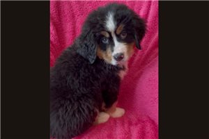 Lilah - Bernese Mountain Dog for sale