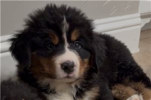 Elliott - Bernese Mountain Dog for sale