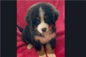 Latte - Bernese Mountain Dog for sale