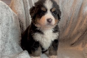 Latte - puppy for sale