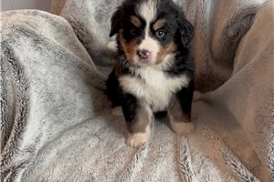 Lilah - puppy for sale