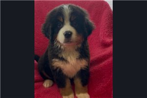 Latte - Bernese Mountain Dog for sale