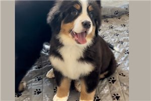 Latte - puppy for sale