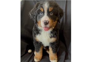 Donnie - Bernese Mountain Dog for sale