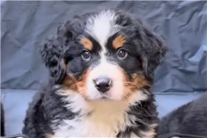 Elias - Bernese Mountain Dog for sale