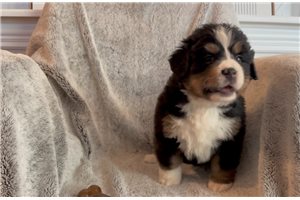 Indie - puppy for sale