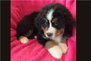 Lilah - Bernese Mountain Dog for sale