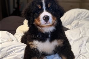 Elon - puppy for sale