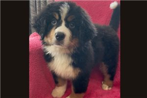 Indie - Bernese Mountain Dog for sale