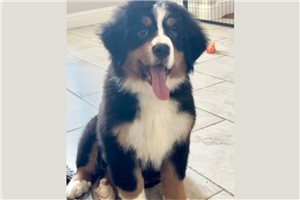 Indie - Bernese Mountain Dog for sale