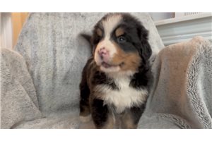 Neeko - Bernese Mountain Dog for sale