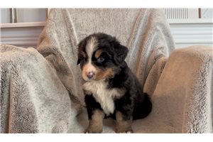 Donnie - puppy for sale