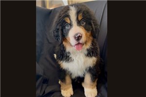 Neeko - Bernese Mountain Dog for sale