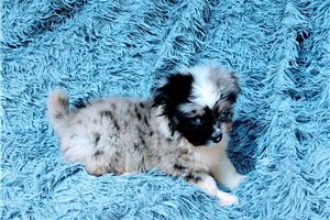 Oliver - puppy for sale