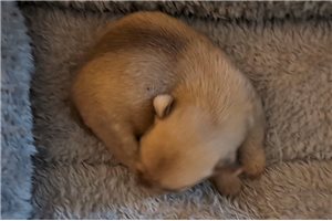 Ophelia - Chi-Poo - Chipoo for sale