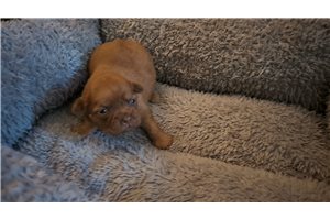 Oscar - Chi-Poo - Chipoo for sale