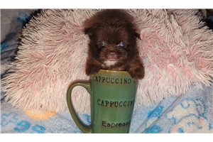 Olivia - puppy for sale