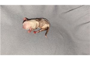 Ophelia - puppy for sale