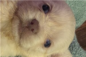 Opie - Chi-Poo - Chipoo for sale