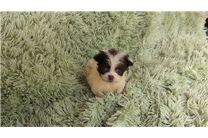 Oakley - Chi-Poo - Chipoo for sale