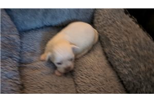 Opie - Chi-Poo - Chipoo for sale