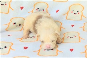 Oscar - puppy for sale