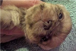 Ophelia - Chi-Poo - Chipoo for sale