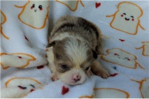 Owen - puppy for sale