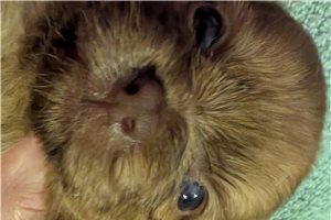 Oscar - Chi-Poo - Chipoo for sale