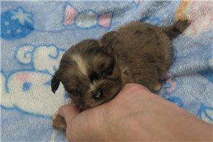 Omar - puppy for sale