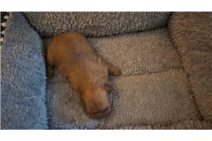 Olivia - Chi-Poo - Chipoo for sale