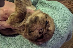 Olivia - Chi-Poo - Chipoo for sale