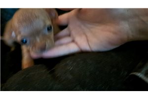Mason - Chihuahua for sale