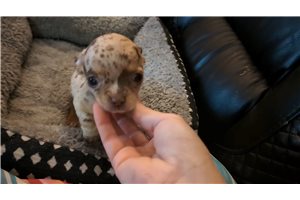 Nora - Chihuahua for sale