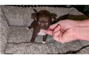 Mila - puppy for sale