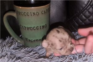 Rica - Chihuahua for sale