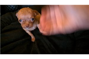Mason - Chihuahua for sale