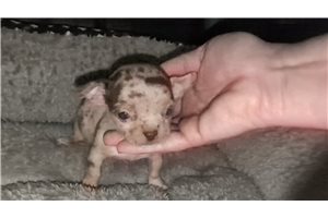 Noah - Chihuahua for sale