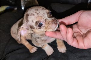Nora - puppy for sale