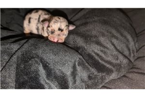 Miles - puppy for sale