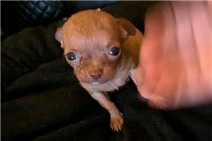 Mason - Chihuahua for sale