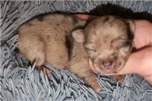 Rica - Chihuahua for sale