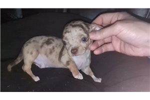 Noah - puppy for sale