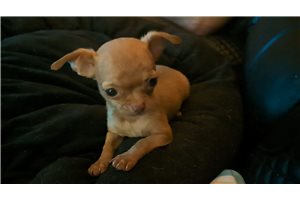 Mason - Chihuahua for sale