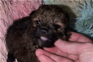 Serena - Poma-Poo - Pomapoo for sale