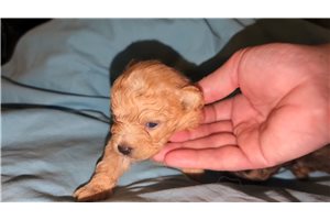 Sullivan - Poma-Poo - Pomapoo for sale